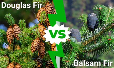 douglas fir  balsam fir   animals