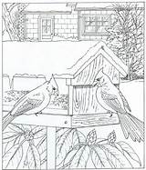 Natuur Kleurplaten Cardinals Ums Amazing Volwassenen Rondom Oiseaux Imprimer sketch template