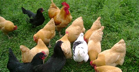 5 Best Laying Hens For Your Backyard From Home Wealth