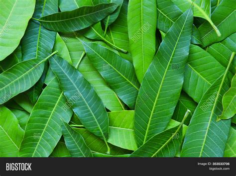 mango leaves tree image photo  trial bigstock