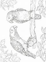 Papegaai Ausmalbilder Papagei Maak Persoonlijke Papegaaien Papageien sketch template