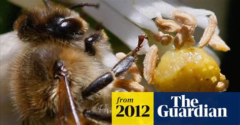 Pesticides Linked To Honeybee Decline Environment The Guardian