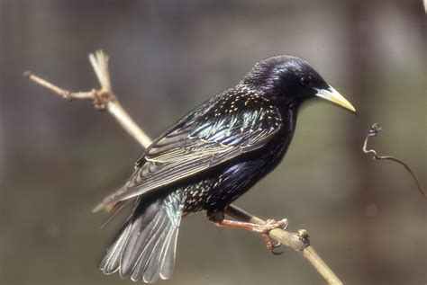 alert  starlings   states south agriculture  food