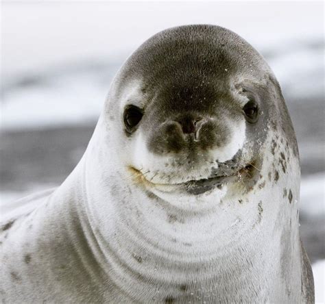 pin  mary brezinski  cute  fun cute animals leopard seal elephant seal