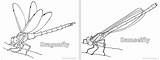 Damselfly Coloring Dragonfly Anatomy Odonate 458px 44kb 1200 sketch template