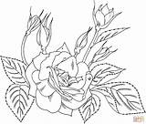 Rose Coloring Floribunda Pages Yellow Charisma Red Printable Para Rosas Colorear Roses Imagenes Dibujos Color Con Corazones sketch template