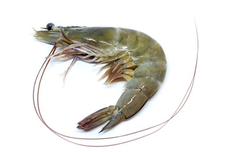 difference  prawn  shrimp explained