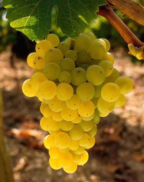 sauvignon blanc grape variety  dry whites