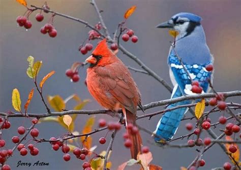 pretty birds beautiful birds animals beautiful cute animals cardinal birds red birds love
