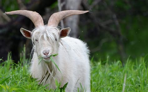 funny goat full hd wallpaper  background image  id