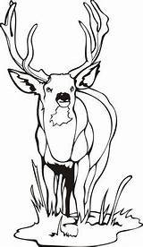 Deer Coloring Pages Antler Getcolorings sketch template