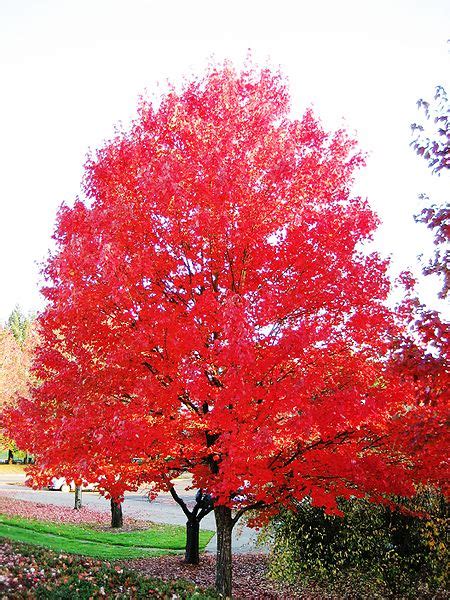 maple tree pictures images  info   maple tree species