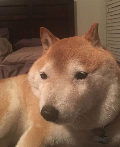 greatest collection  shiba inu moments caught  camera