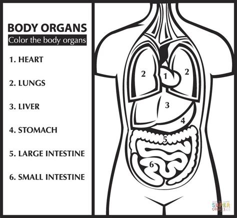 color  body organs learn english coloring page  printable