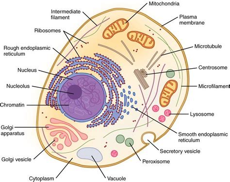organelles   cell animal cell  components maquetas de celulas celula animal partes