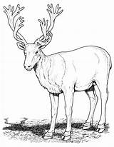 Reindeer Caribou sketch template