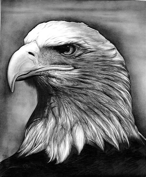 eagle drawing  jerry winick fine art america