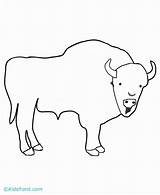 Buffalo Coloring Bison Pages Drawing Kids Getdrawings Comments Popular Coloringhome sketch template