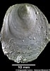 Afbeeldingsresultaten voor "pododesmus Squama". Grootte: 71 x 100. Bron: naturalhistory.museumwales.ac.uk
