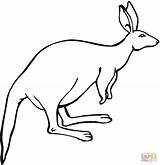 Kangaroo Coloring Pages Ears Printable Clipart Color Kangaroos Baby Animals Drawing Gif Kids Kangoroo sketch template