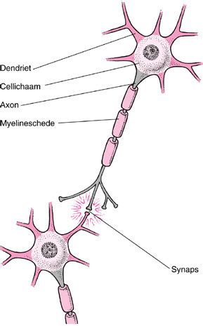 opbouw van de ruggenwervel rug hersenen zenuwbanen  lichtpuntje hersenen