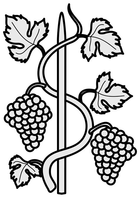 grapevine clipart  drawing grapevine  drawing transparent