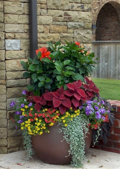 large flowering plants  garden nanika