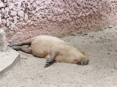 kapibara zdjęcia i ilustracje istock