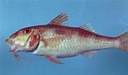 Afbeeldingsresultaten voor "pseudupeneus Maculatus". Grootte: 182 x 107. Bron: ncfishes.com