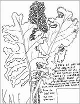 Kale Sheet Harvest Month Coloring sketch template