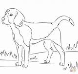 Coloring Hunting Dogs Sketches Pages Beagles Template sketch template