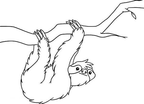 sloth coloring page  kids color luna