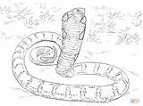 Coloring Cobra Anaconda Pages King Realistic Python Snakes Mamba Snake Printable Drawing Sketch Burmese Print Cobras Color Titanoboa Drawings Green sketch template