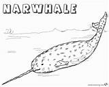 Coloring Pages Realistic Narwhal Arctic Printable Kids sketch template