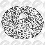 Sea Urchin Outline Clipart Watermark Register Remove Login Drawings Lessonpix sketch template