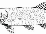 Coloring Walleye Fish Template sketch template
