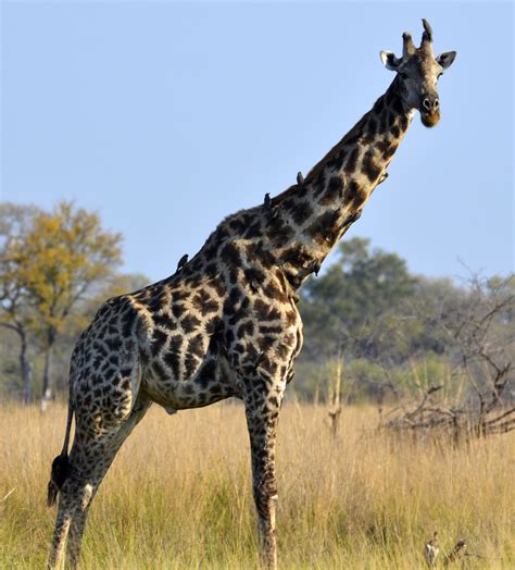 filesouth african giraffe bulljpg wikimedia commons