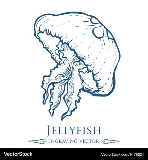 jellyfish drawing royalty  vector image vectorstock