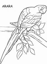 Araras Arara Colorir Aves Imprimir Pintura Amazônia Uccelli Atividades Educação Maternal Ausmalbilder Guacamayas sketch template
