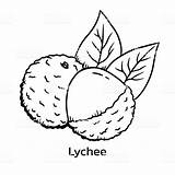 Litchi Lychee Greenhouse Coloring Illustrate Litchis Daybreak Keiki Lychees sketch template