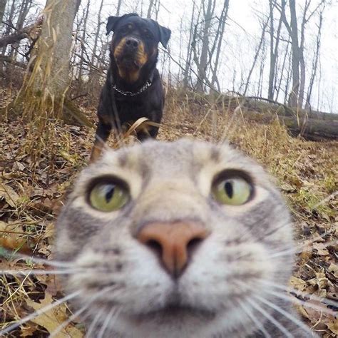 photogenic cat masters the art of taking purrfect selfies cat selfie