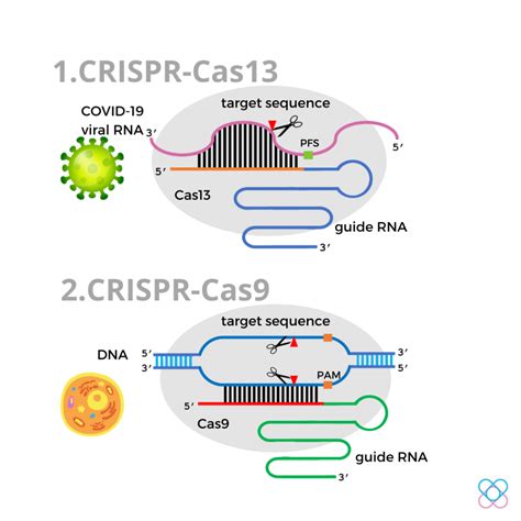 crispr cas genome editing system