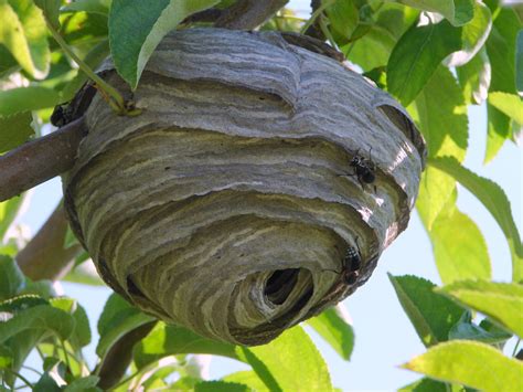 Types Of Wasps In Oregon Bug Zapper Pest Control