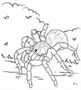 Coloring Tarantula Male Female Pages sketch template