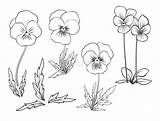 Tattoos Pansies Wildflower Colourbox Pansy sketch template