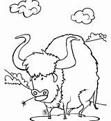 Buffalo Coloring Pages Kids Getcolorings Color Getdrawings Printable sketch template