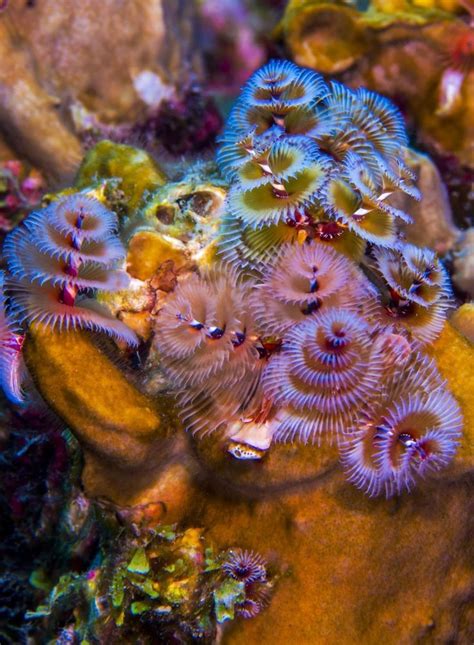 pin  fayde  sea life underwater photographer underwater  underwater