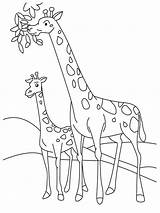 Girafa Jerapah Sketsa Desenho Mewarnai Hewan Putih Diwarnai Hitam Binatang Daun Eating Imagensemoldes Coloring4free Ausmalbild Sindunesia Pola Giraffes Leher Realisticcoloringpages sketch template