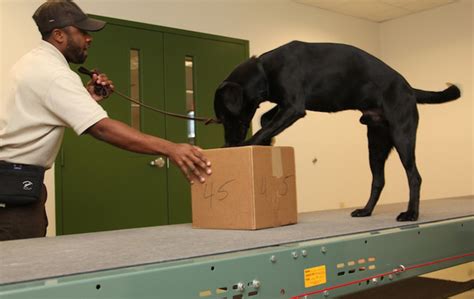wildlife detector dogs trained  find smuggled animals life  dogs
