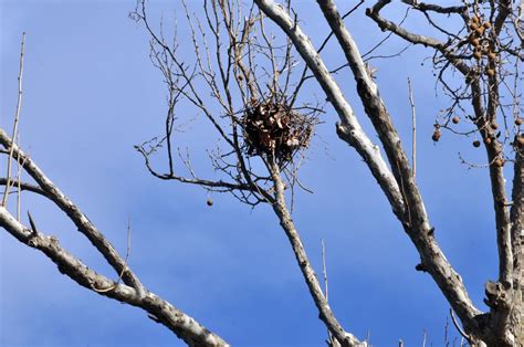 share  science fall nature walks   spot  birds nest
